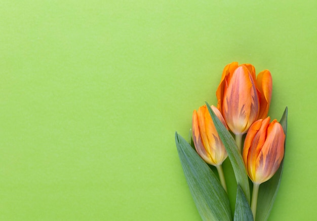 Orange tulips on the pastel background