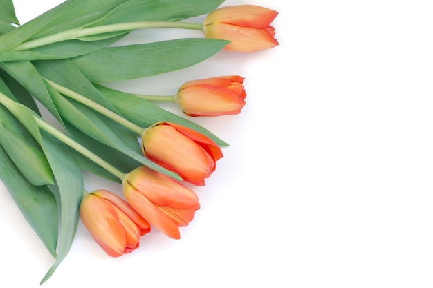 Orange tulips on a white background.