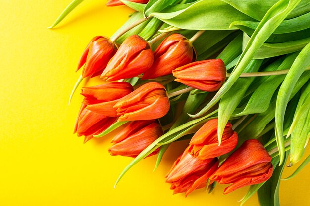 Orange tulips over yellow background