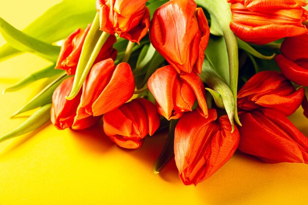 Orange tulips over yellow background