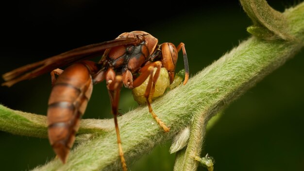 An orange wasp with a green mass