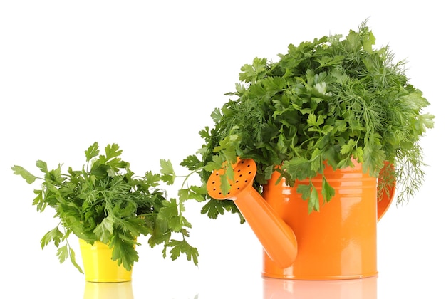 Orange watering can and yellw pail with parsley and dill isolated on white