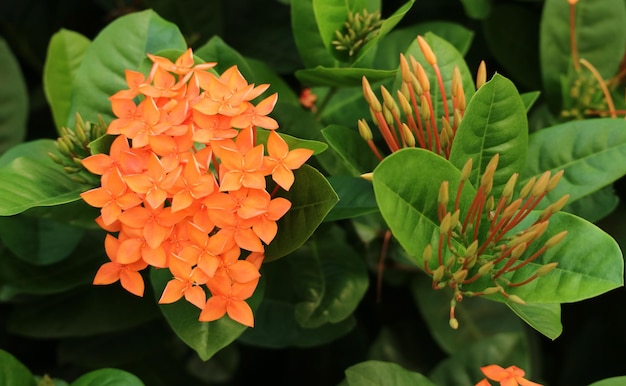 Orange West Indian Jasmine Flower Blossoming on the Shrubs