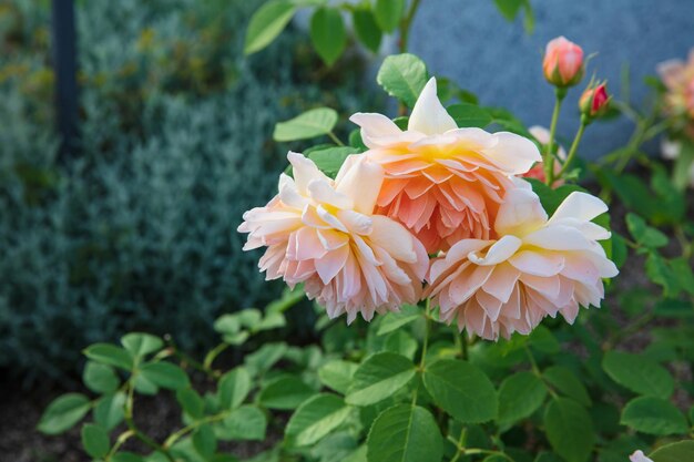 Orange westerland rose blooming in summer