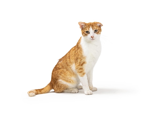 Orange and White Cat Sitting Side Looking Forward