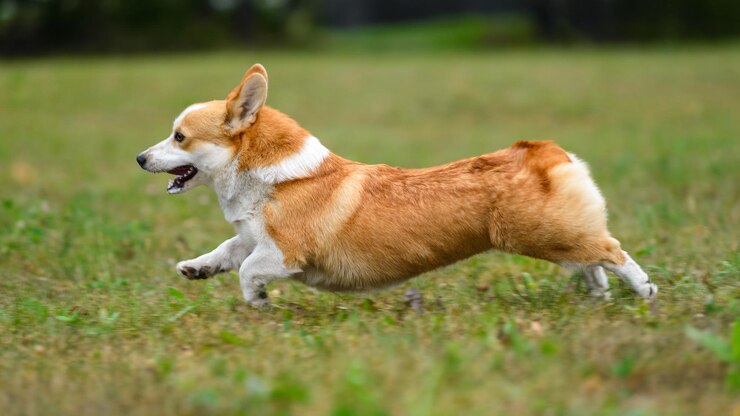 Photo orange and white corgi happy running on the green field