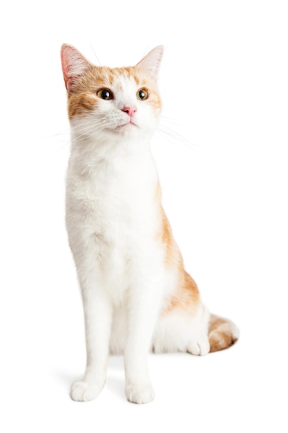 Orange and White Kitten Sitting up Tall