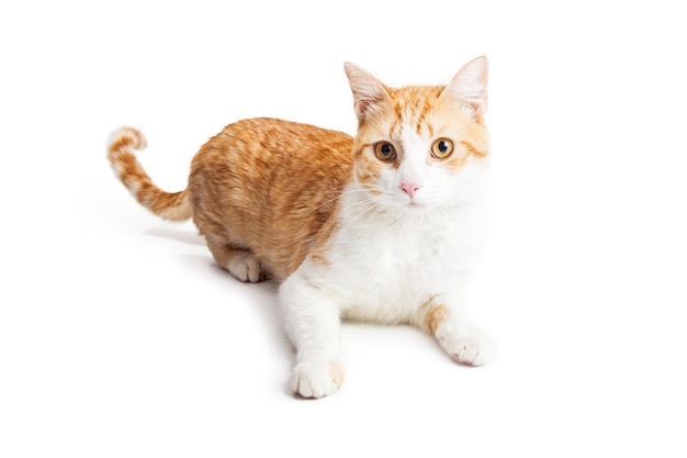 Orange and White Kitty Laying on White