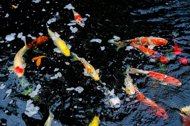 Orange white koi