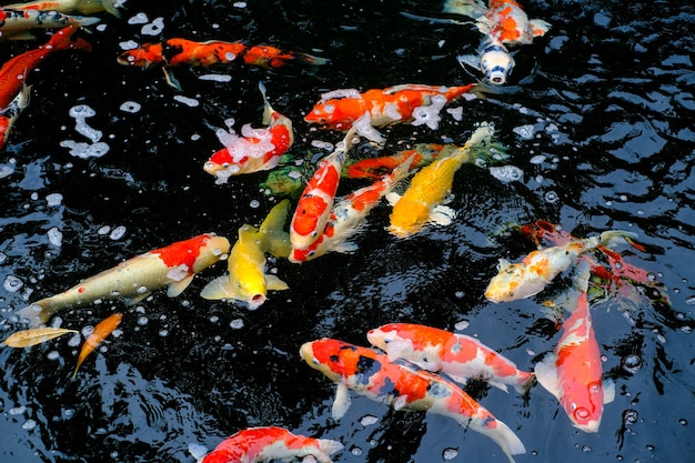 Orange white koi