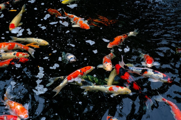 Orange white koi