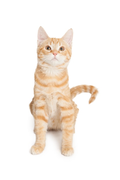 Orange and white striped kitten