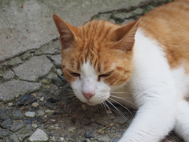 Оранжевый и белый полосатый кот