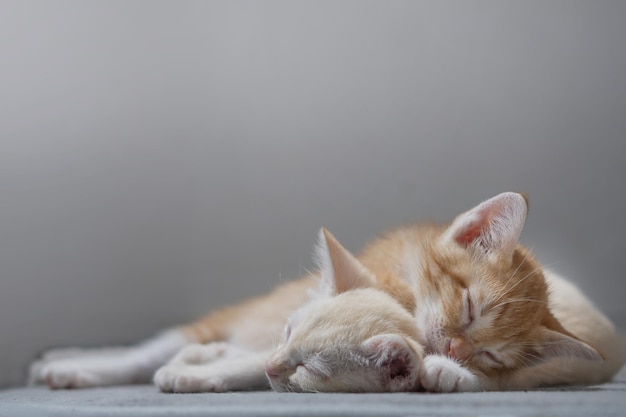 4개월 된 주황색과 흰색 태국 고양이가 집에서 자고 있습니다.