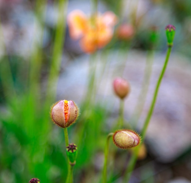 オレンジ色の野<unk>の花が山々で育ちます 霧