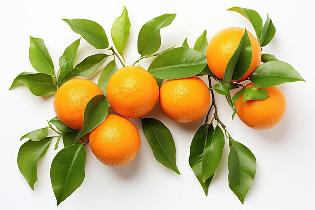 Оранжевый с листьями на белом фоне