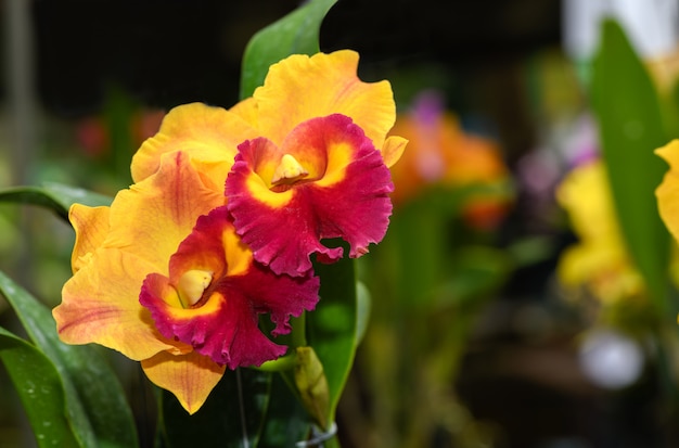 Orange with red hybrid Cattleya flower orchid 