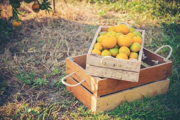 Photo orange in wooden box in the garden