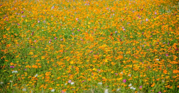 Orange and yellow flower background.