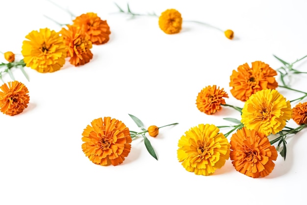 Photo orange and yellow flowers on a white background