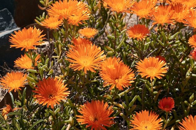 Orange and yellow flowers