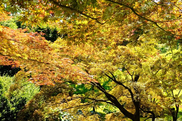 Orange yellow leaves trees botanical garden of villa carlotta