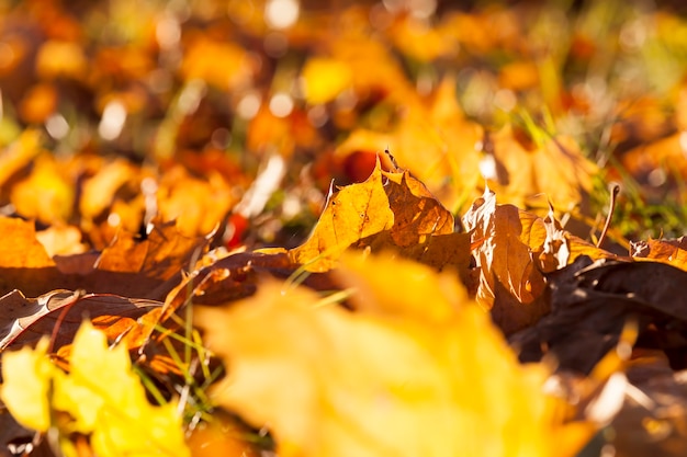 Fogliame di acero arancione e giallo nella stagione autunnale, fogliame di acero durante la caduta delle foglie nel parco