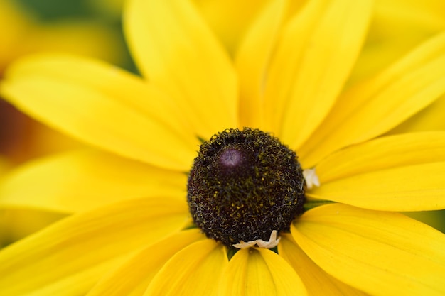 Orange yellow in nature as a background