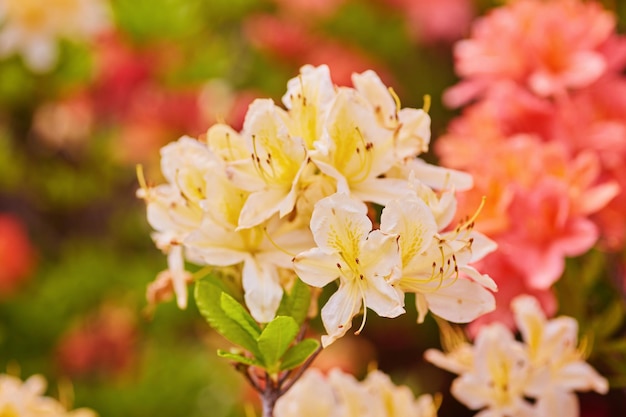 屋外の庭に咲くオレンジと黄色のシャクナゲの花