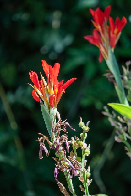 Orange and yellow tropical flower