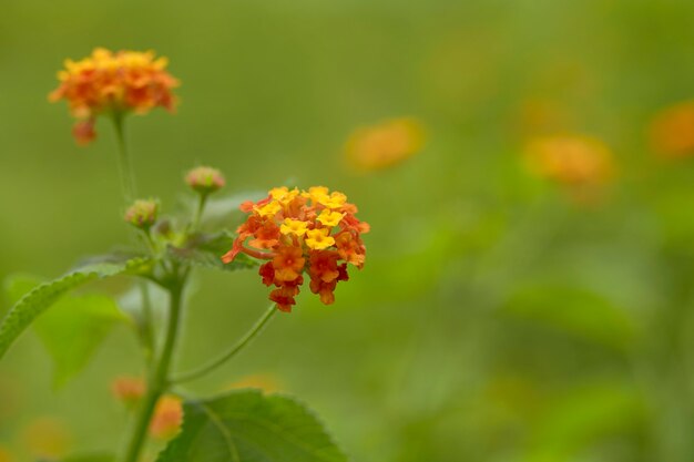 자연 배경에 정원에서 주황색과 노란색 서쪽 인도 Lantana 꽃