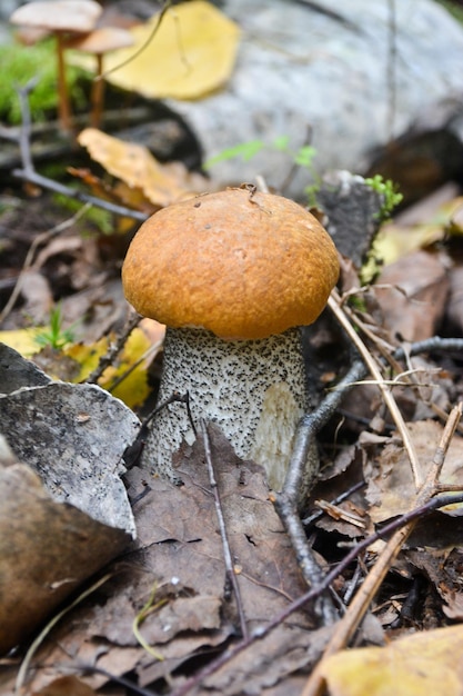 Orangecap boletus groeit uit de aarde