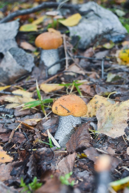 Orangecap boletus groeit uit de aarde