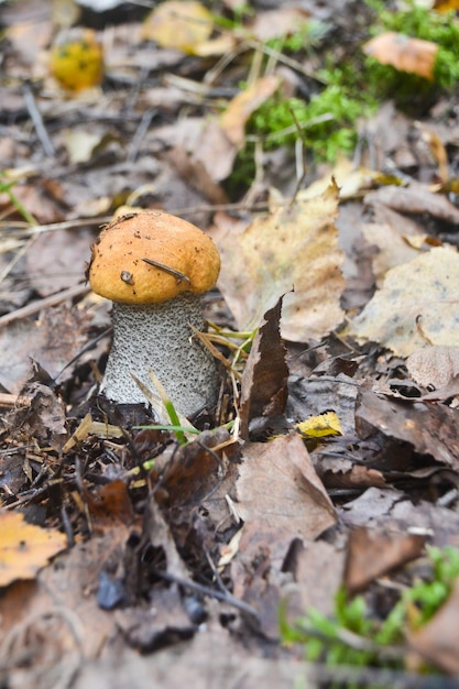 Orangecap boletus grows out of the earth