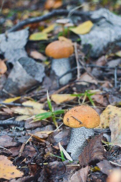 Orangecap boletus grows out of the earth