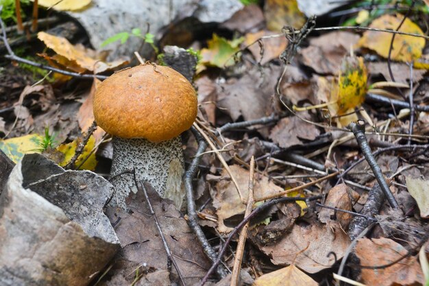 Orangecap boletus grows out of the earth