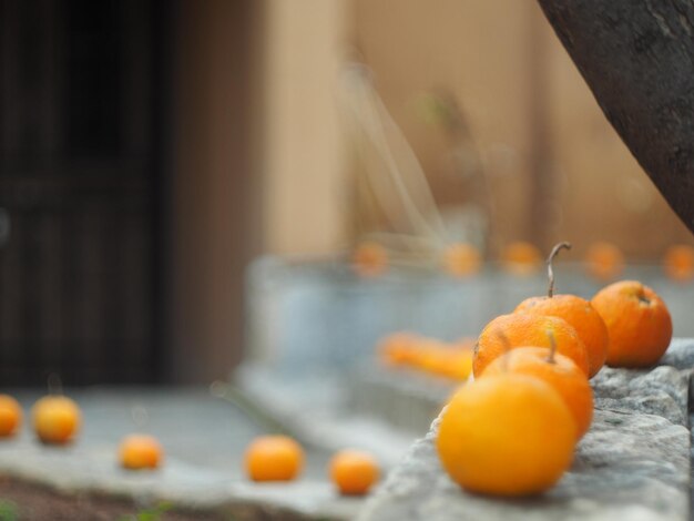 Photo oranges in the backyard