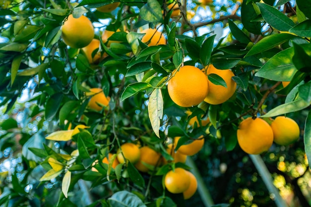 Ветка апельсинов с зелеными листьями на дереве