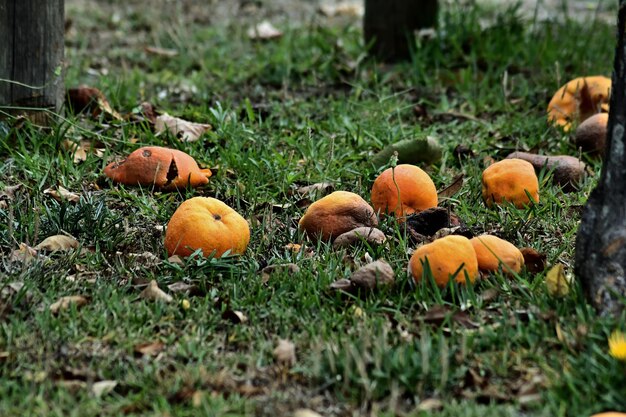 Photo oranges dropped on the tree