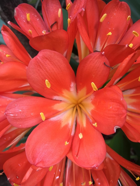 Oranges flowers of a clivia miniata