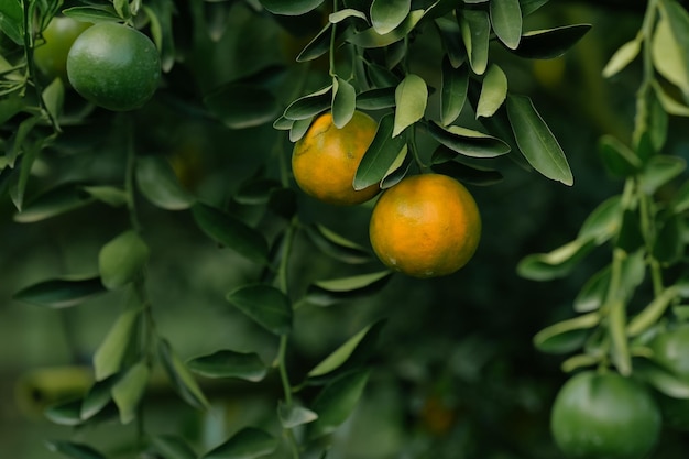 Photo oranges grow on fruit trees in lush orchards