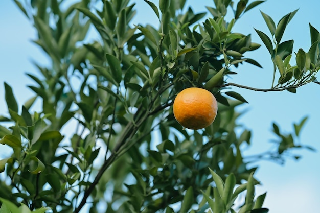 Photo oranges grow on fruit trees in lush orchards