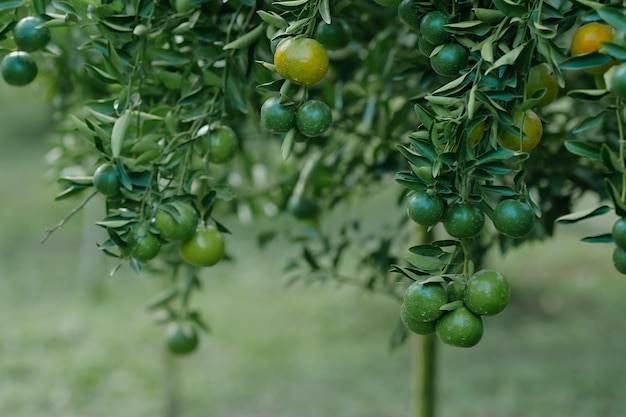 写真 オレンジは茂った果樹園の果樹に育ちます