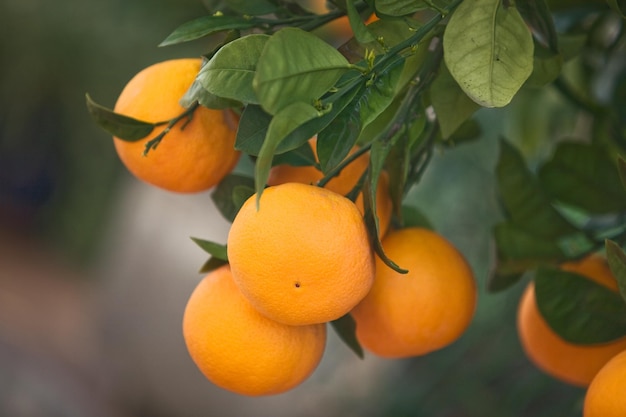 Апельсины, свисающие с дерева, крупным планом