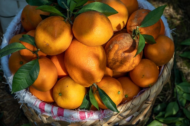 果樹園のオレンジはバスケットに入れられます