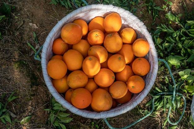 The oranges in the orchard are put in the basket