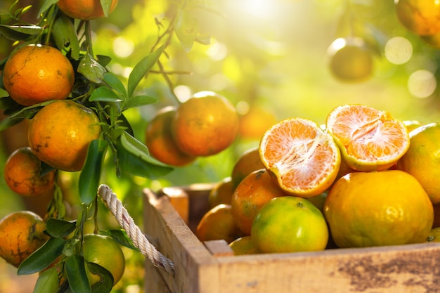 Oranges placed for decoration and orange trees with fruit in sunlight.