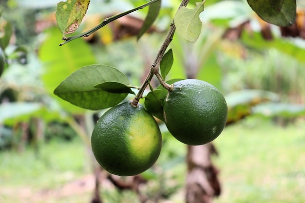 Oranges ripen on a tree branch Fruit