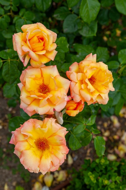 Oranges roses