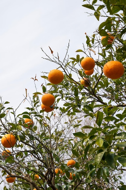 Oranges on a tree in a garden